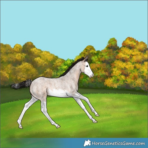 Horse Color:Brown Roan Dun Splash 