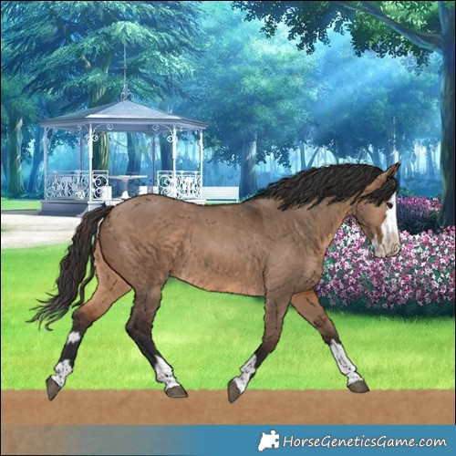 Horse Color:Brown Dun  and Brown Dun Splash 