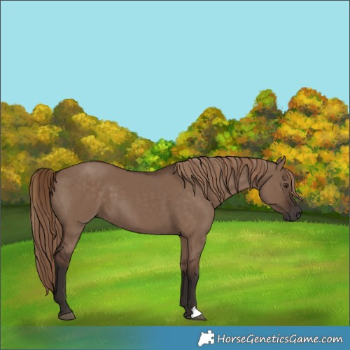 Horse Color:Liver Red Dun 