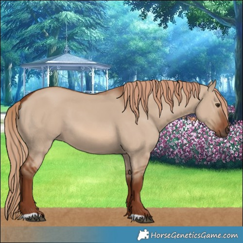 Horse Color:Red Dun 