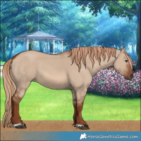 Horse Color:Red Dun 
