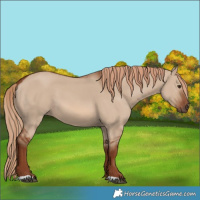 Horse Color:Red Dun 
