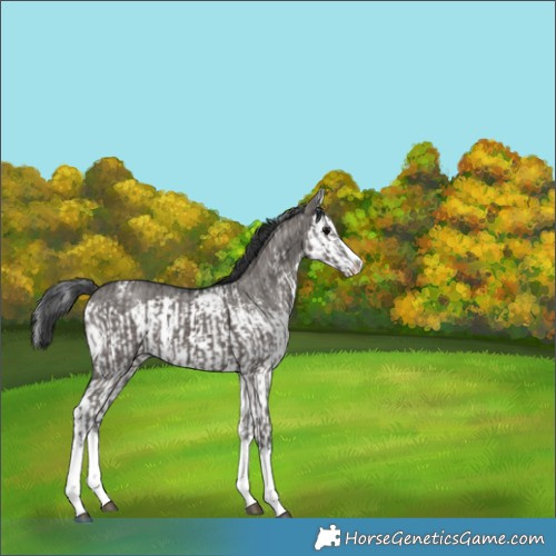 Horse Color:Grullo Sabino Splash  and Grullo Sabino Splash 