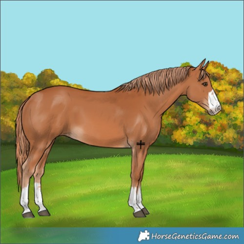 Horse Color:Chestnut 