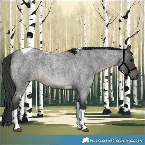 Horse Color:Blue Roan Tobiano 