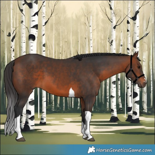Horse Color:Brown Tobiano 