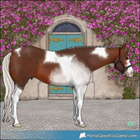 Horse Color:Silver Bay Tobiano 