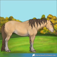 Horse Color:Amber Cream Champagne 