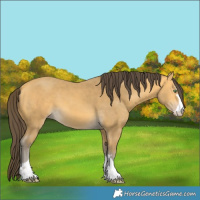 Horse Color:Amber Cream Champagne 