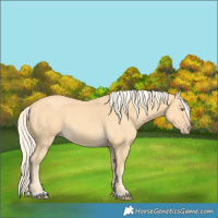 Horse Color:Gold Cream Champagne 