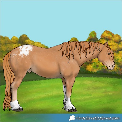 Horse Color:Chestnut Tobiano Appaloosa 