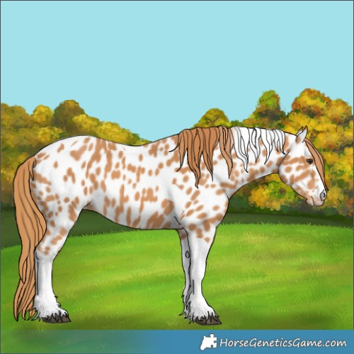 Horse Color:Chestnut Tobiano Near Leopard 