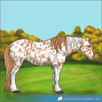 Horse Color:Chestnut Tobiano Near Leopard