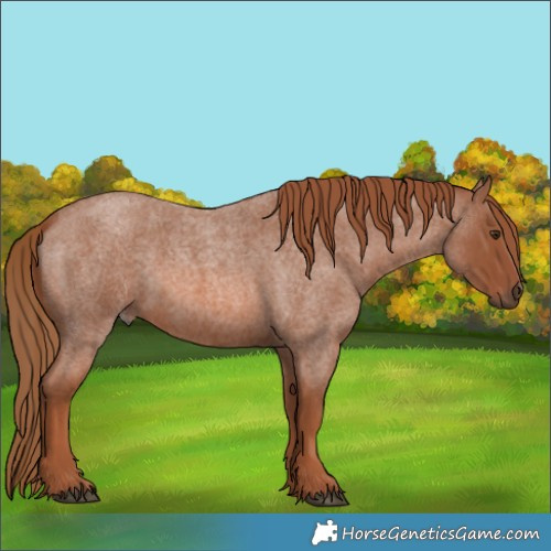 Horse Color:Red Roan 