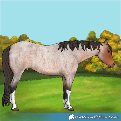 Horse Color:Bay Roan Tobiano