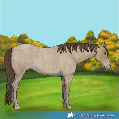 Horse Color:Classic Cream Champagne Roan 