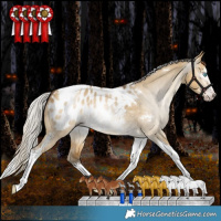Horse Color:Gray White Spotted Silver Amber Cream Champagne Dun Splash Tobiano Appaloosa Rabicano 