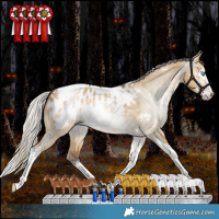 Horse Color:Gray White Spotted Silver Amber Cream Champagne Dun Splash Tobiano Appaloosa Rabicano 