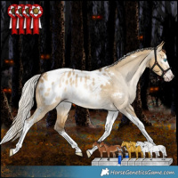 Horse Color:Gray White Spotted Silver Amber Cream Champagne Dun Splash Tobiano Appaloosa Rabicano 