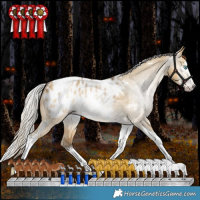 Horse Color:Gray White Spotted Silver Amber Cream Champagne Dun Splash Tobiano Blanket Rabicano 