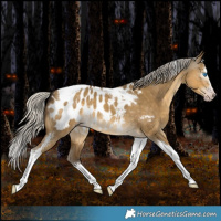 Horse Color:Gray White Spotted Silver Amber Cream Champagne Dun Splash Tobiano Appaloosa Rabicano