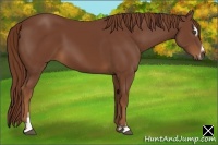 Horse Color:Chestnut Sabino 