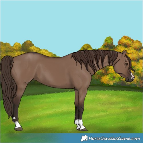 Horse Color:Liver Red Dun 