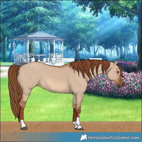 Horse Color:Red Dun 