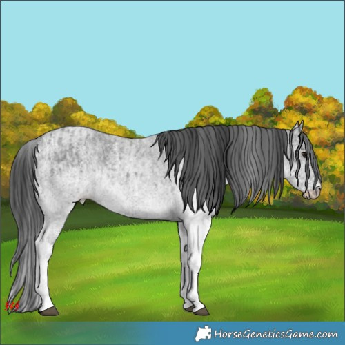 Horse Color:White Spotted Blue Roan Rabicano  and White Spotted Blue Roan Rabicano 