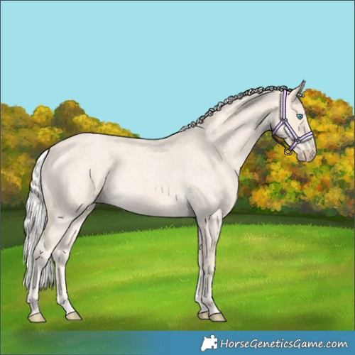 Horse Color:Cremello Roan 