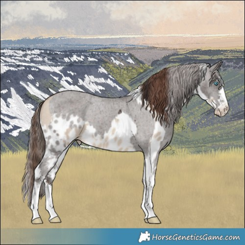 Horse Color:Sable Champagne Dun Tobiano Skewed Appaloosa  and Liver Chestnut Skewed Appaloosa 