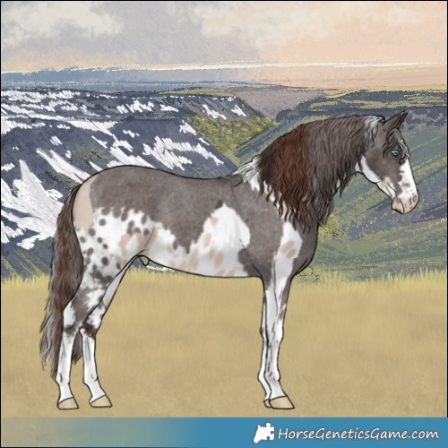 Horse Color:Sable Champagne Dun Tobiano Skewed Appaloosa  and Liver Chestnut Skewed Appaloosa 