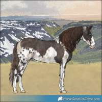 Horse Color:Sable Champagne Dun Tobiano Skewed Appaloosa and Liver Chestnut Skewed Appaloosa