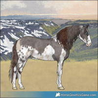 Horse Color:Sable Champagne Dun Tobiano Skewed Appaloosa  and Liver Chestnut Skewed Appaloosa 