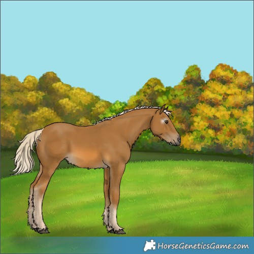Horse Color:Gray Palomino 