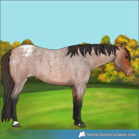 Horse Color:Bay Roan Appaloosa