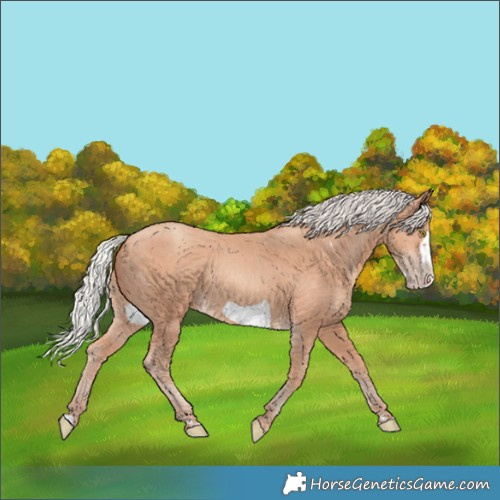 Horse Color:Silver Amber Champagne Frame 