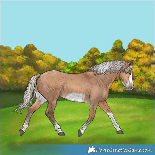 Horse Color:Silver Bay Dun Sabino Tobiano Frame Rabicano