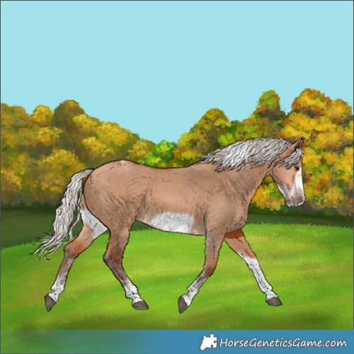 Horse Color:Silver Bay Dun Sabino Tobiano Frame Rabicano 