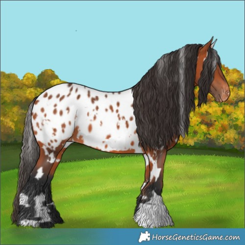 Horse Color:White Spotted Bay Appaloosa 
