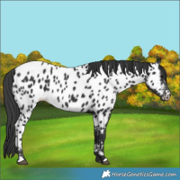 Horse Color:Black Appaloosa 