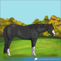 Horse Color:Black 