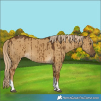 Horse Color:Chocolate Palomino Dun Tobiano Rabicano Brindle