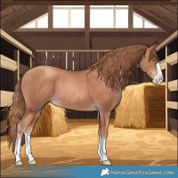 Horse Color:Gold Champagne Splash 