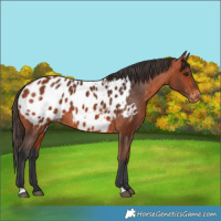 Horse Color:Unknown 