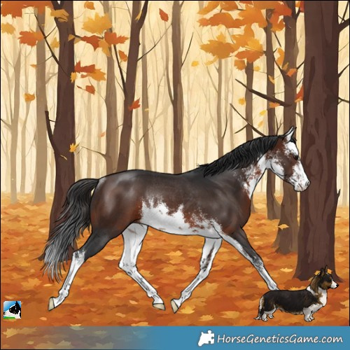 Horse Color:White Spotted Brown Rabicano
