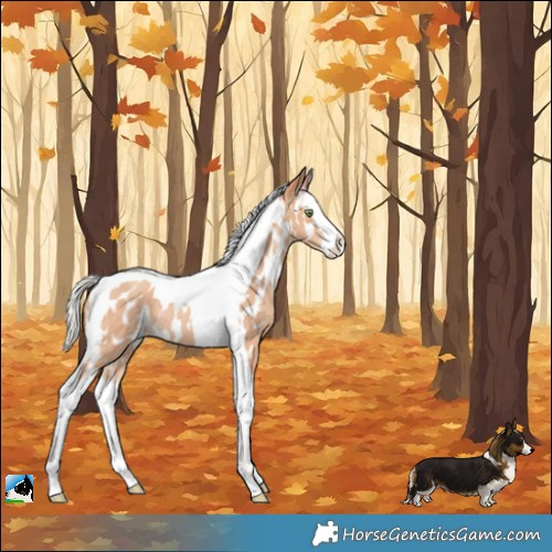 Horse Color:Silver Amber Champagne Splash Tobiano Appaloosa Rabicano 