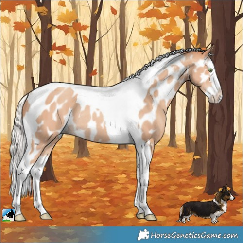 Horse Color:Silver Amber Champagne Splash Tobiano Near Leopard Rabicano 