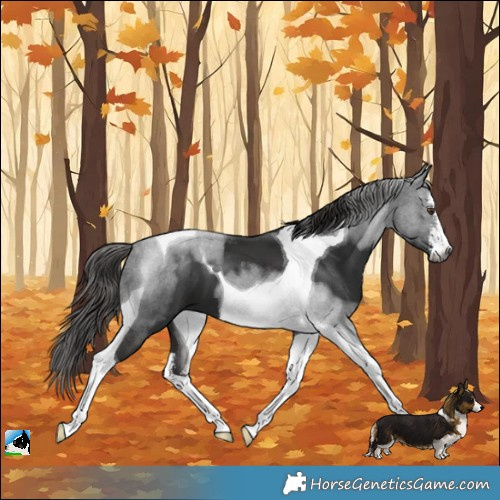 Horse Color:Gray White Spotted Liver Chestnut Tobiano