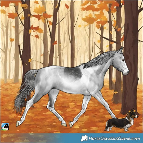 Horse Color:Gray White Spotted Liver Chestnut Tobiano 